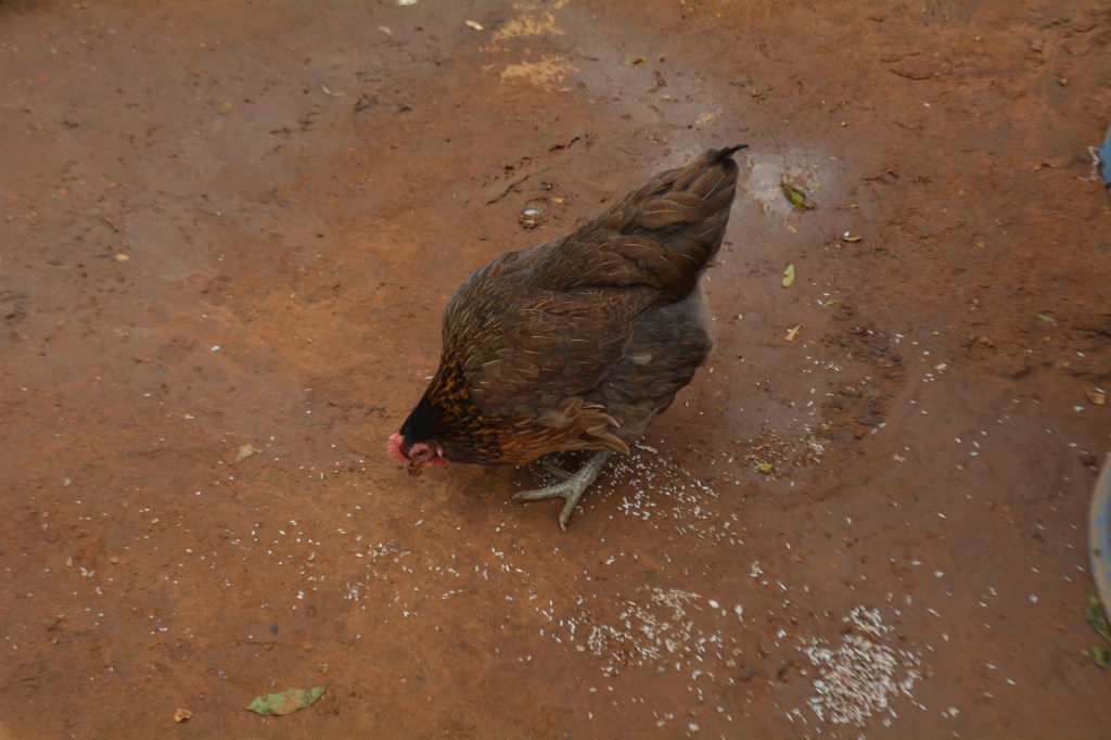 Chickens are running around the compound, a usual Kenyan sight