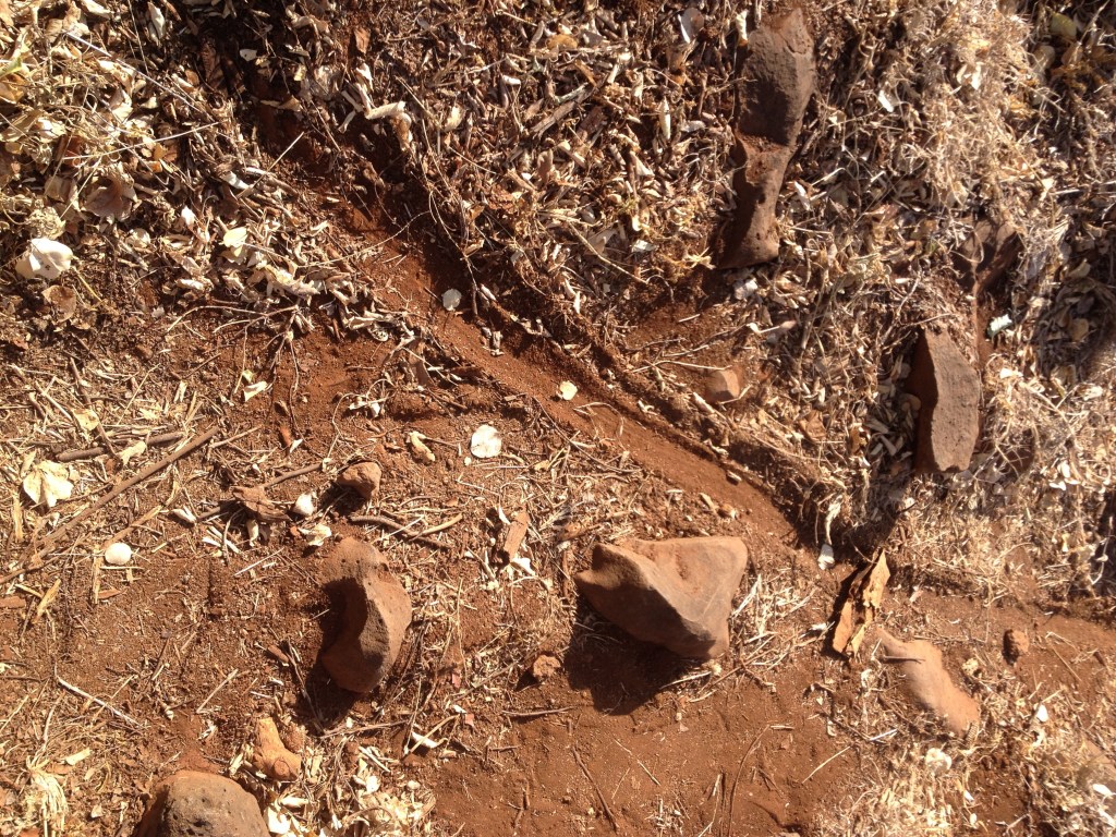 The track left in the dirt from the Black Mamba that killed the Martin's rooster.