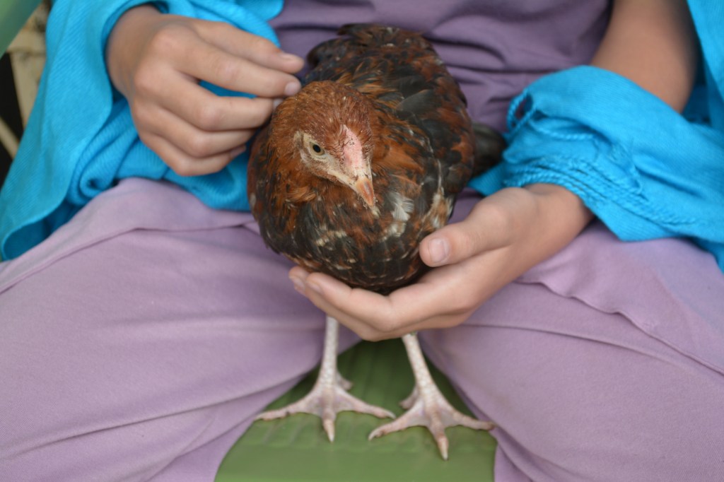 Lydia's hen, 'Gwenevere'