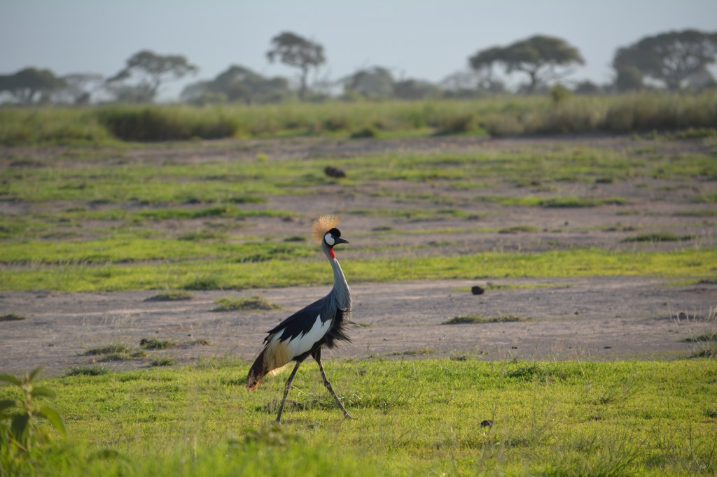 A lovely Grey-crested Crane, another of God's beautiful creations we enjoyed while camping at Amboseli National Park...