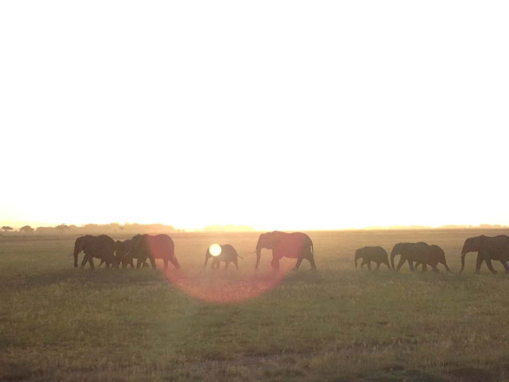 Beautiful Amboseli National Park and the many amazing elephants!