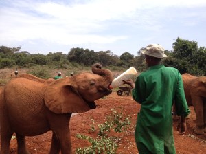 A baby elephant being fed from a bottle!
